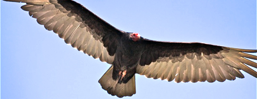 Turkey Vulture High Quality Background on Wallpapers Vista