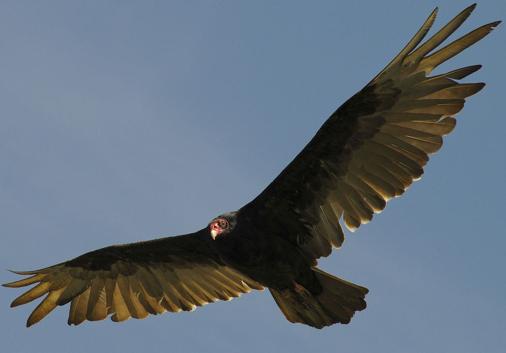 Turkey Vulture Pics, Animal Collection