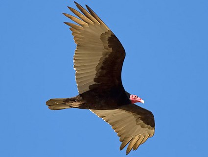 Images of Turkey Vulture | 425x320