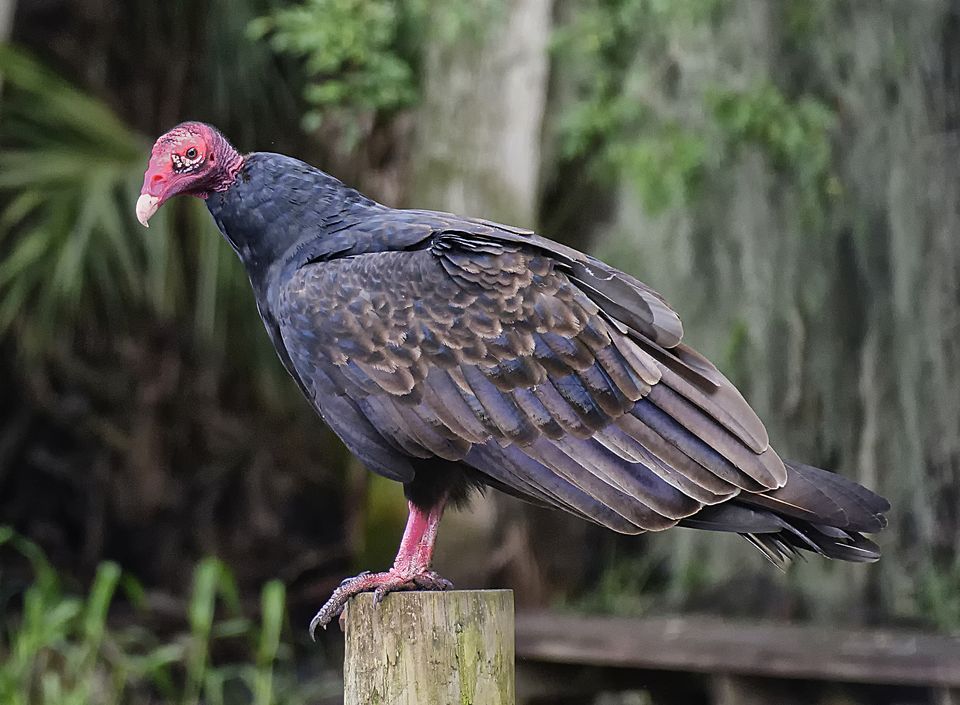 HD Quality Wallpaper | Collection: Animal, 960x705 Turkey Vulture