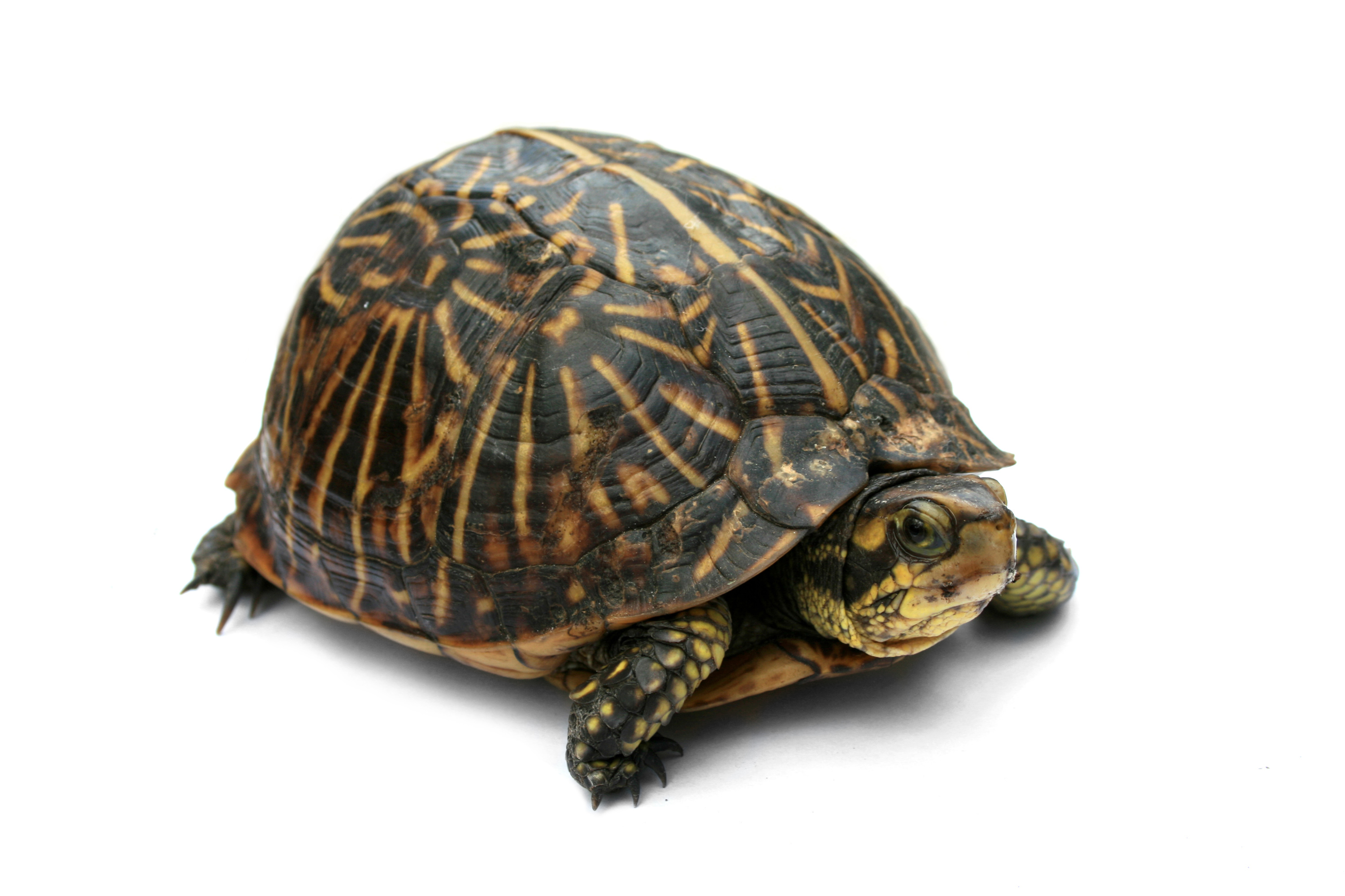 Amazing Turtle Pictures & Backgrounds