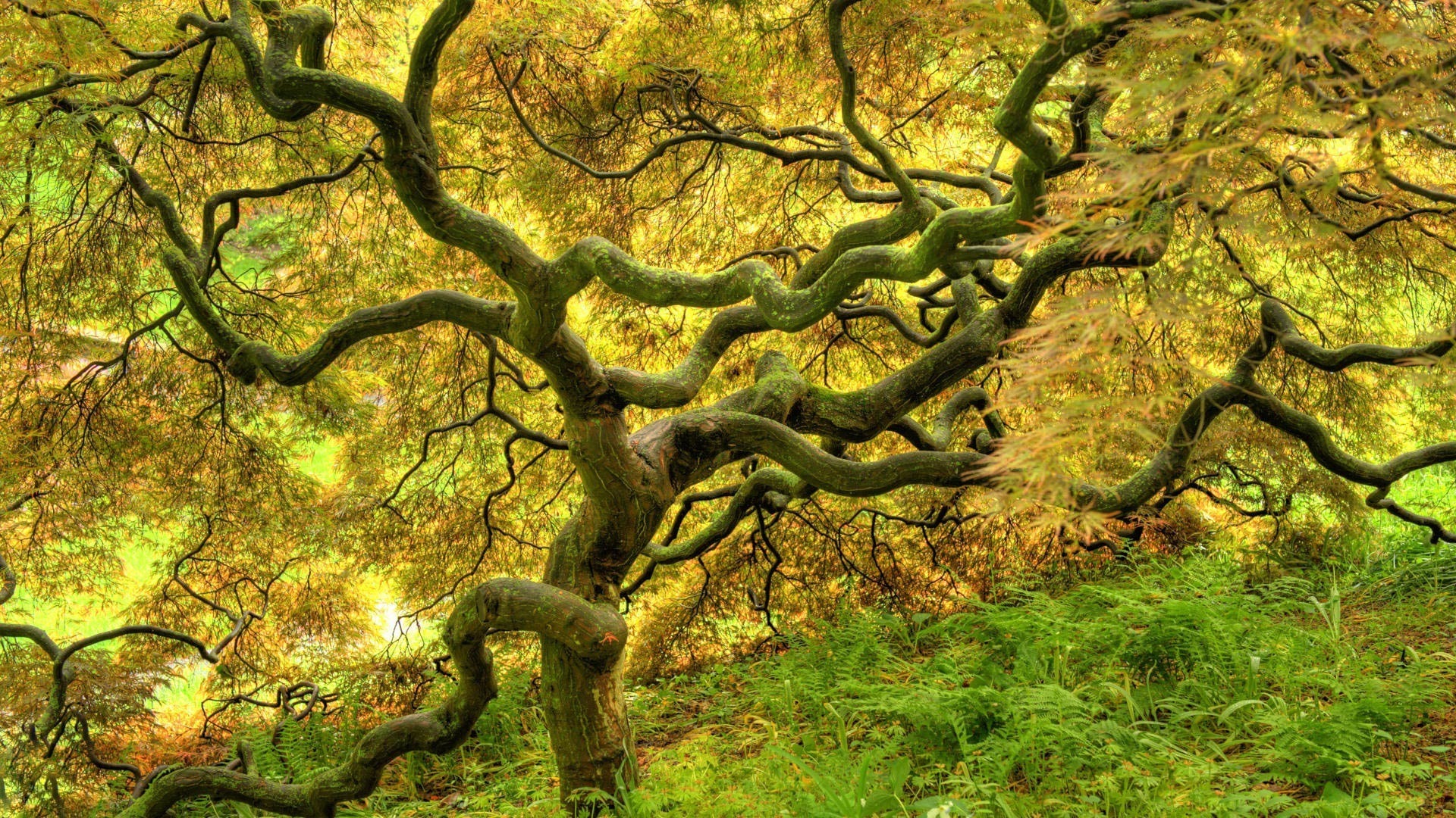 Twisted Tree wallpapers, Earth, HQ Twisted Tree pictures | 4K