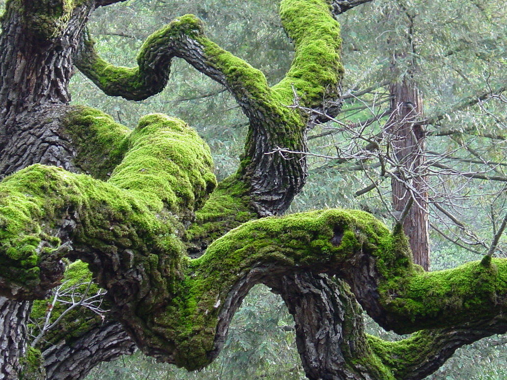 High Resolution Wallpaper | Twisted Tree 1032x774 px