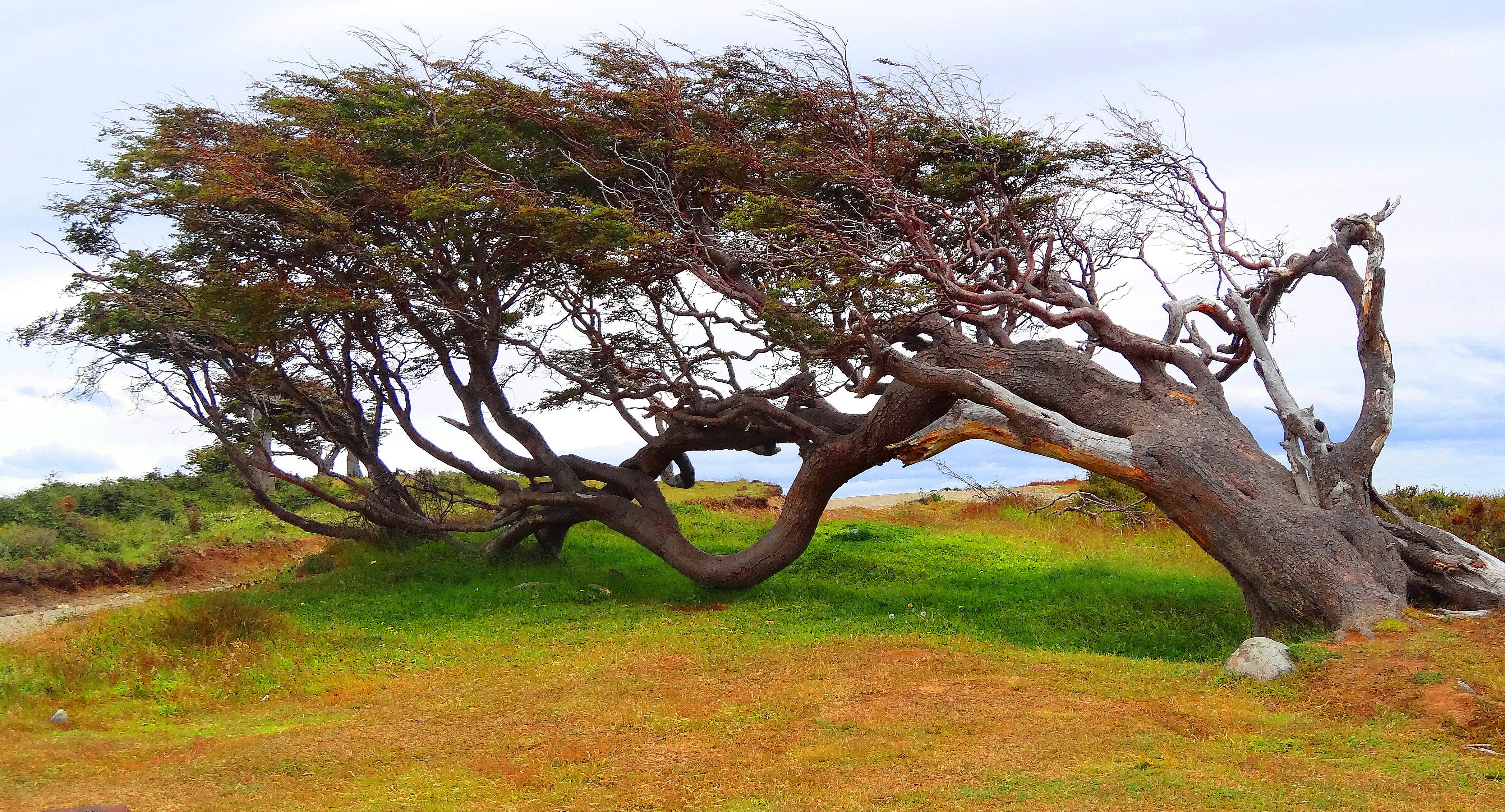High Resolution Wallpaper | Twisted Tree 4842x2613 px