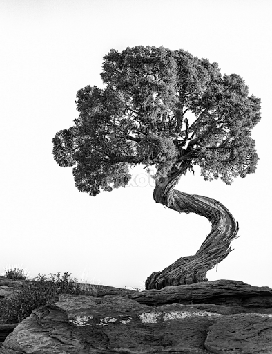 Twisted Tree #19