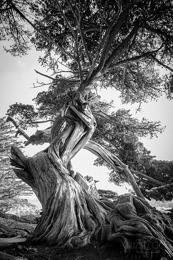 Nice wallpapers Twisted Tree 600x900px