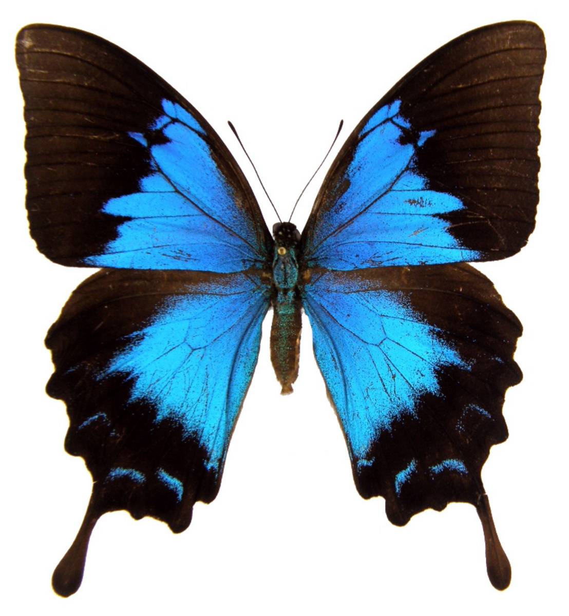 Ulysses Butterfly wallpapers, Animal, HQ Ulysses Butterfly pictures ...