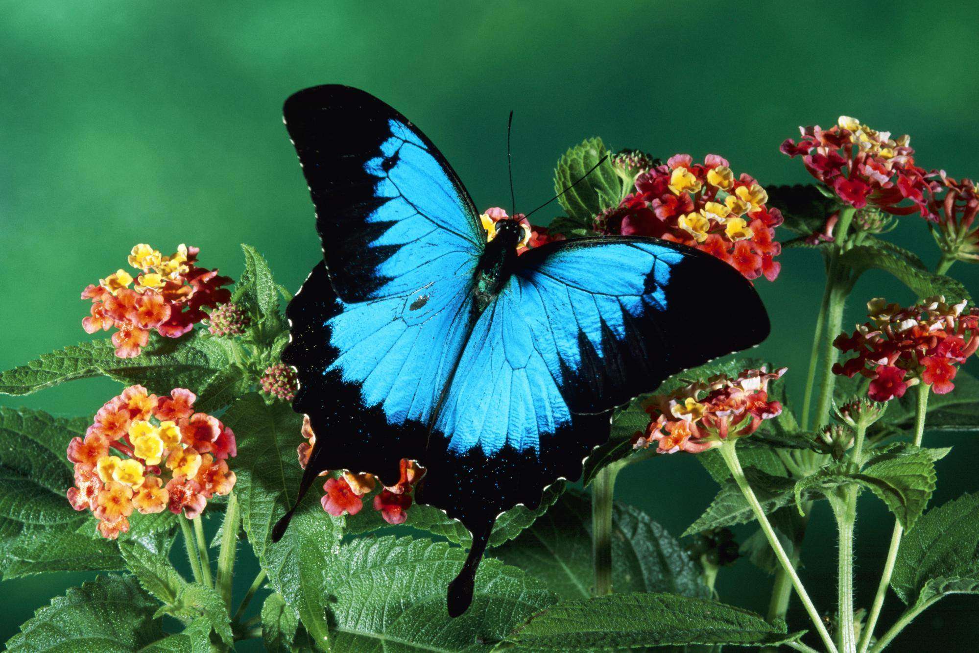 Ulysses Butterfly High Quality Background on Wallpapers Vista