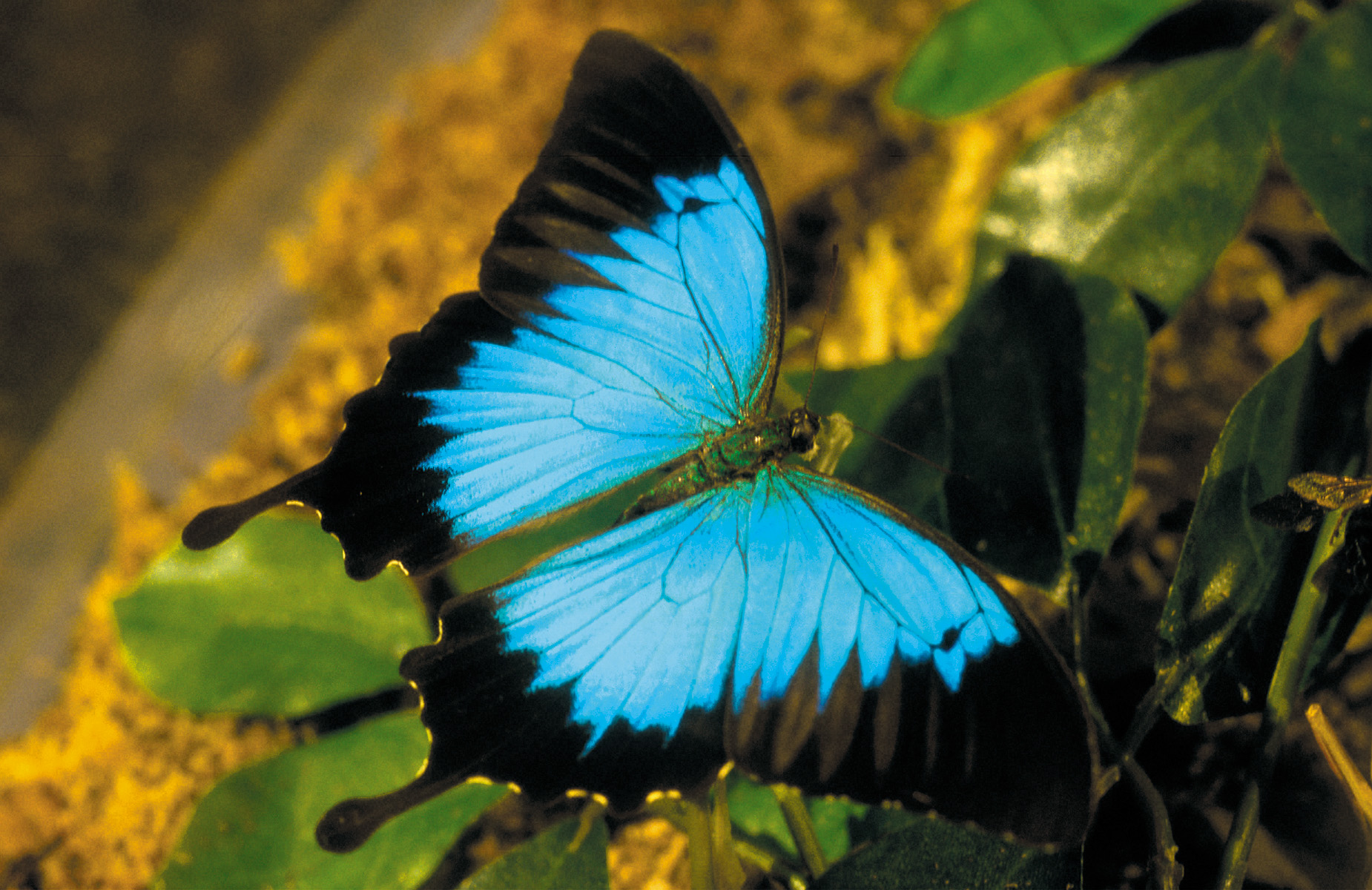 Ulysses Butterfly Backgrounds on Wallpapers Vista