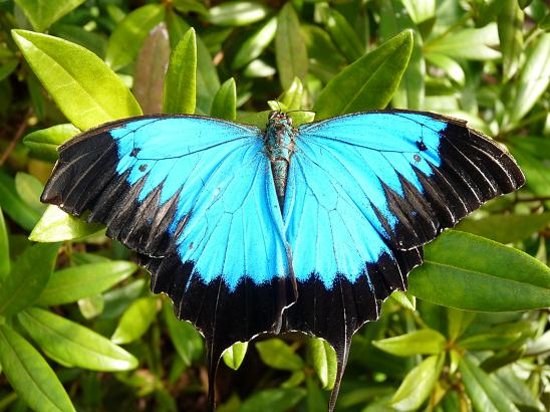 Ulysses Butterfly Pics, Animal Collection