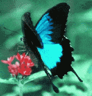 Images of Ulysses Butterfly | 188x195