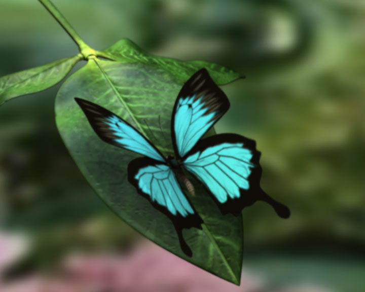 HD Quality Wallpaper | Collection: Animal, 720x576 Ulysses Butterfly