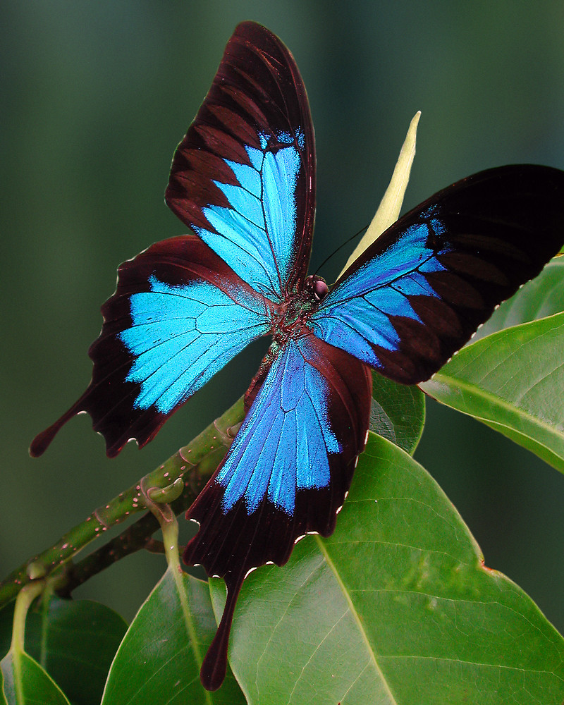 Nice wallpapers Ulysses Butterfly 800x1000px