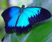 Amazing Ulysses Butterfly Pictures & Backgrounds