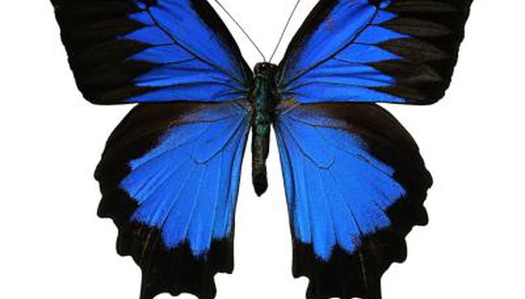 HQ Ulysses Butterfly Wallpapers | File 36.33Kb