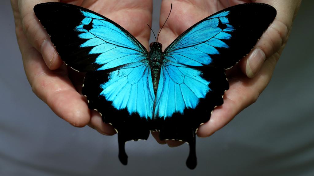Nice Images Collection: Ulysses Butterfly Desktop Wallpapers