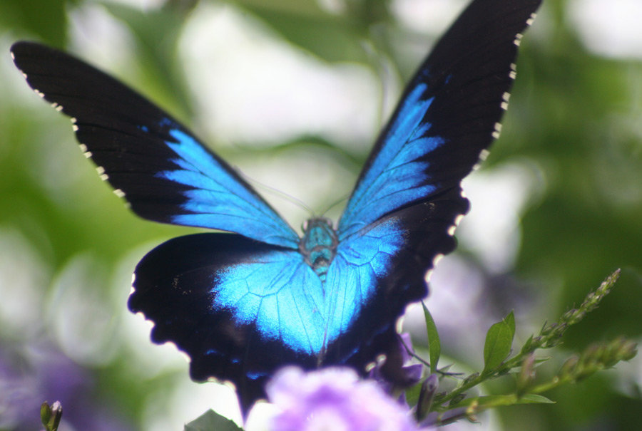 Nice Images Collection: Ulysses Butterfly Desktop Wallpapers