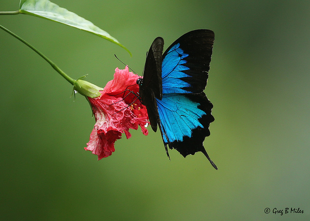 640x457 > Ulysses Butterfly Wallpapers