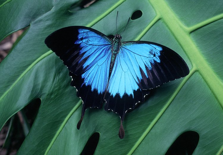 HD Quality Wallpaper | Collection: Animal, 750x523 Ulysses Butterfly