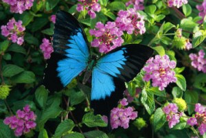 Images of Ulysses Butterfly | 300x201