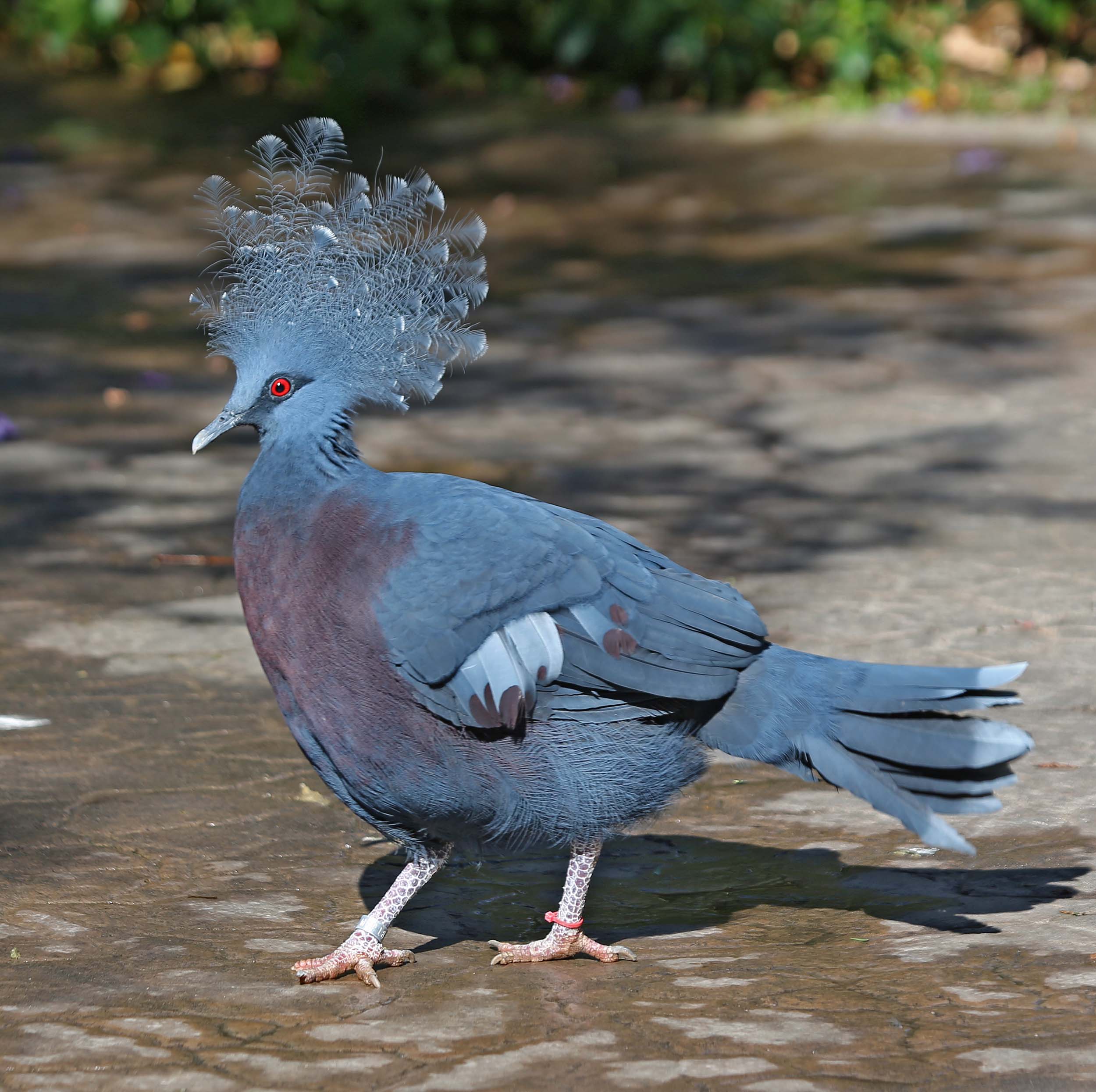 Nice wallpapers Victoria Crowned Pigeon 2500x2490px