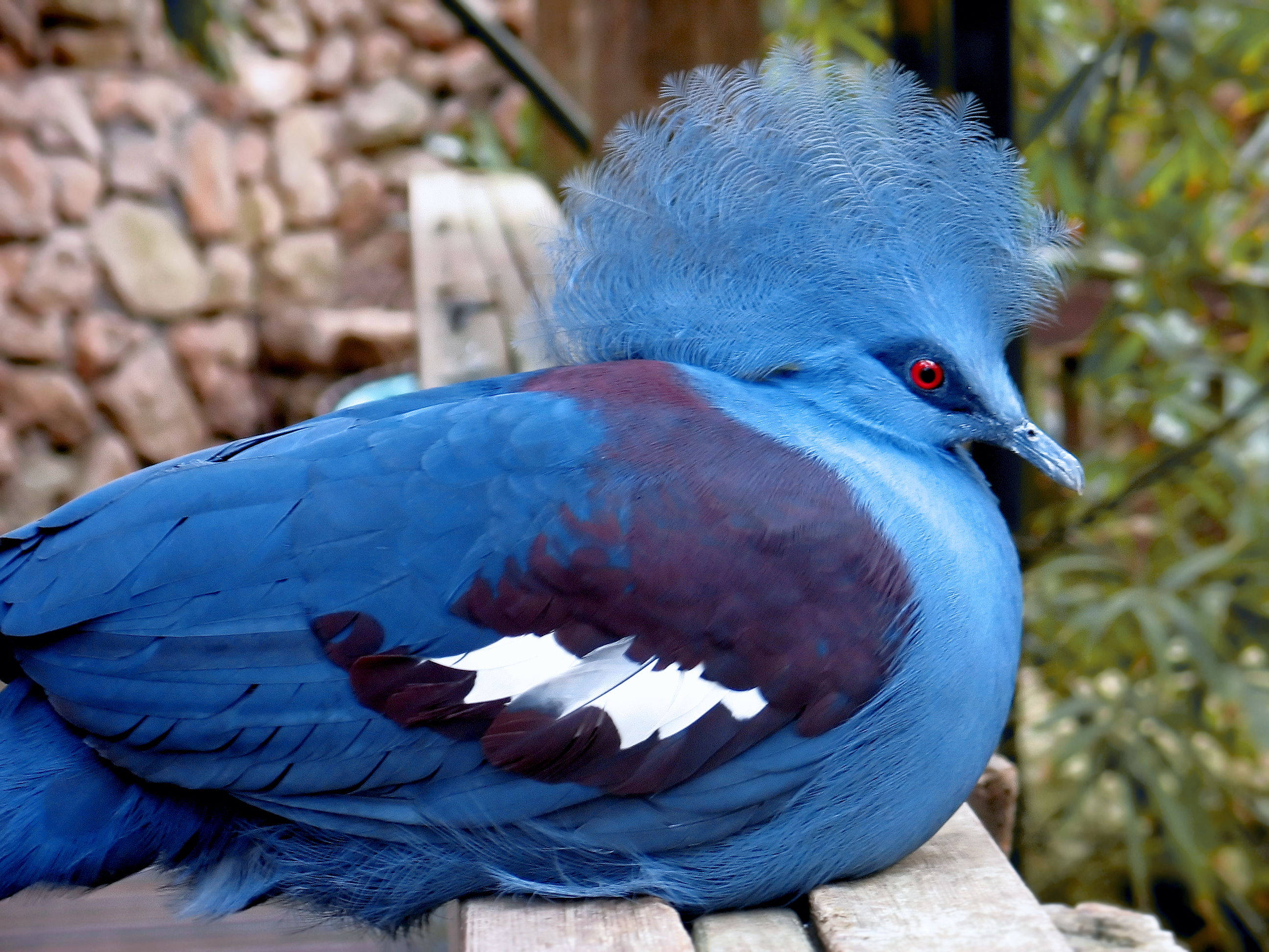 HD Quality Wallpaper | Collection: Animal, 2592x1944 Victoria Crowned Pigeon