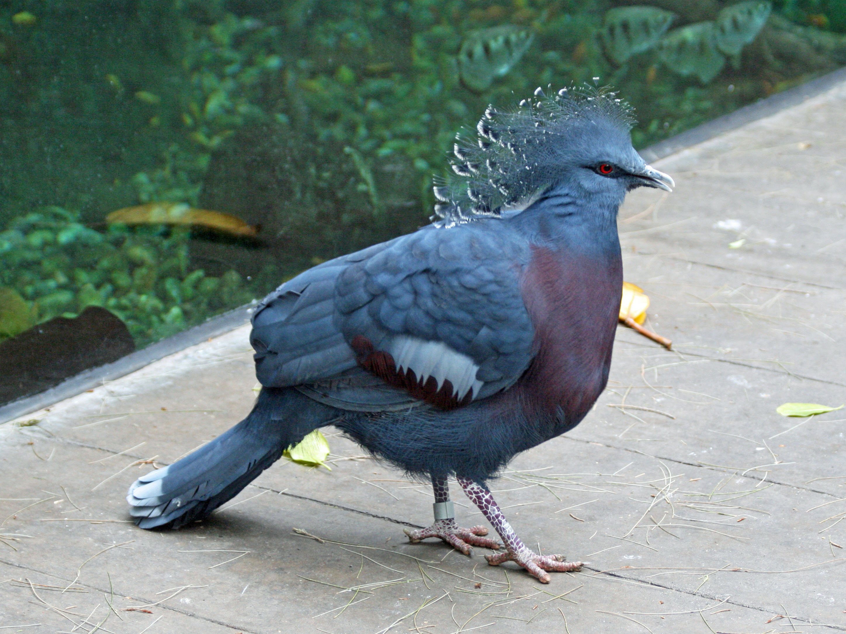 Victoria Crowned Pigeon #2