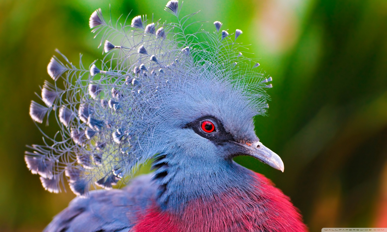 HD Quality Wallpaper | Collection: Animal, 1280x768 Victoria Crowned Pigeon