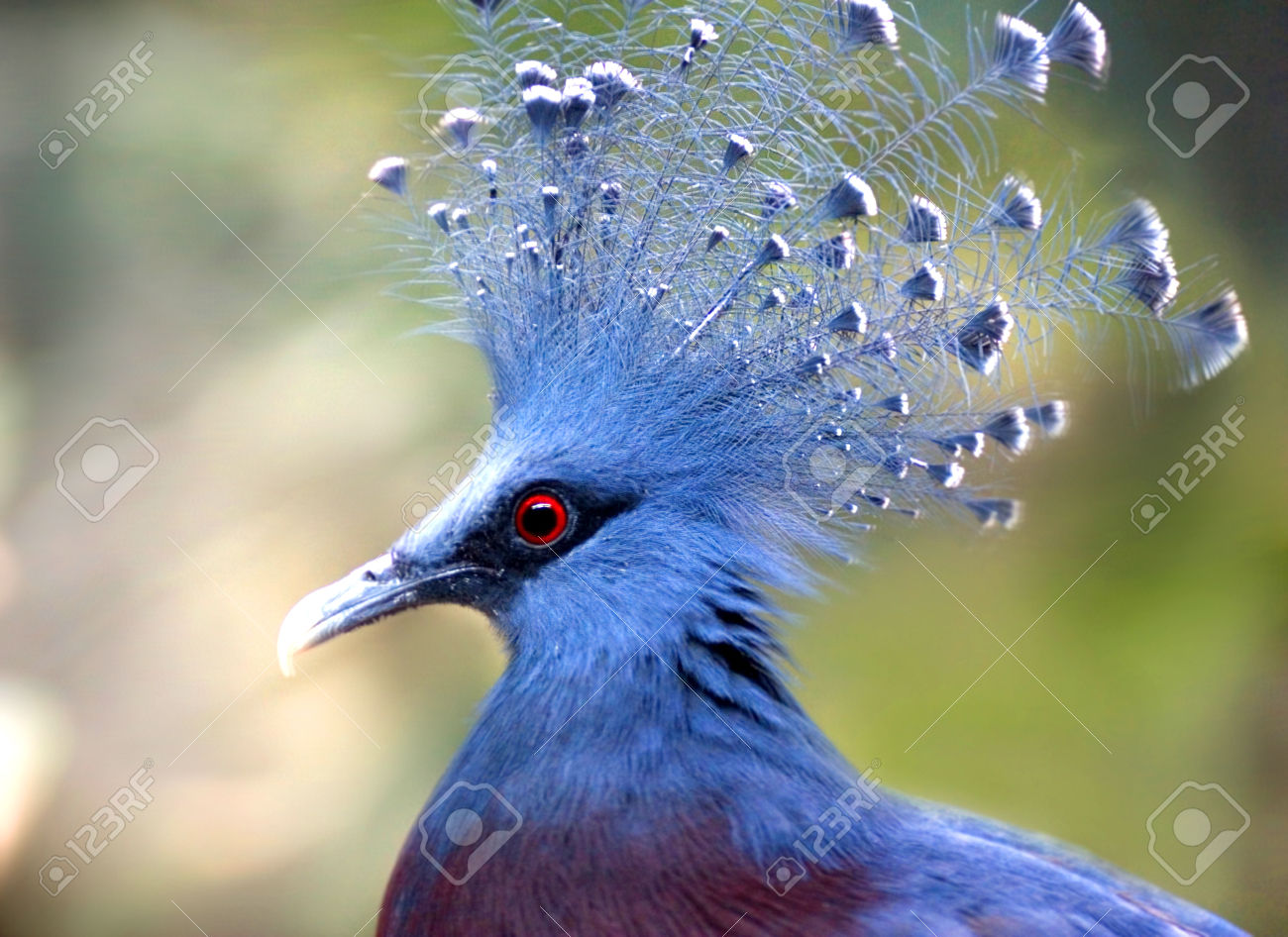 High Resolution Wallpaper | Victoria Crowned Pigeon 1300x946 px
