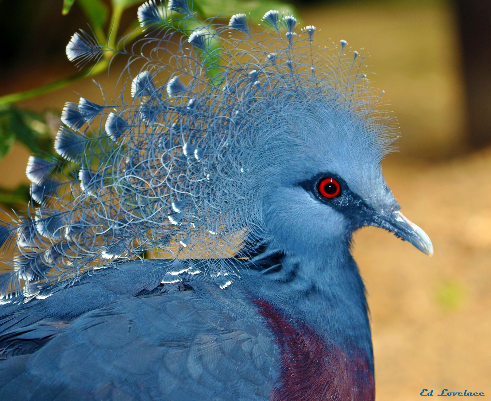 Victoria Crowned Pigeon Backgrounds on Wallpapers Vista