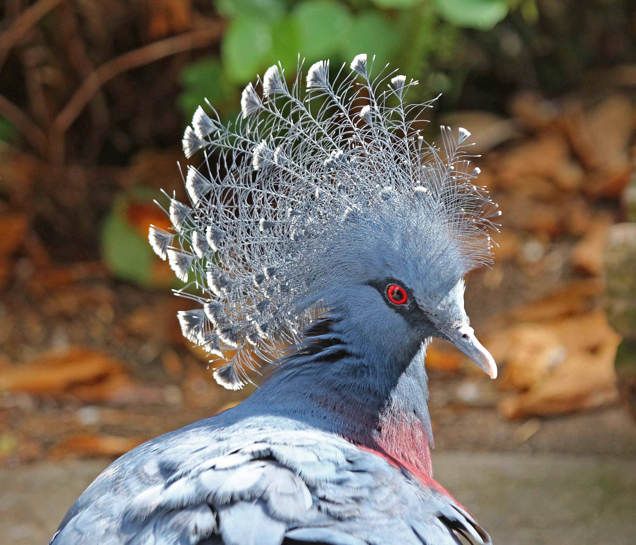 Nice wallpapers Victoria Crowned Pigeon 2500x2145px