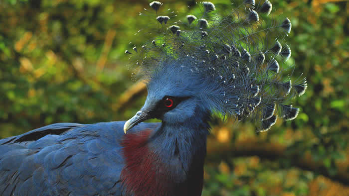 Victoria Crowned Pigeon #11