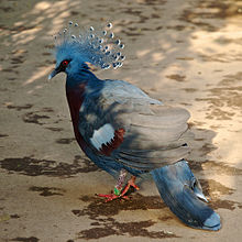 Victoria Crowned Pigeon #14