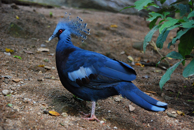 Amazing Victoria Crowned Pigeon Pictures & Backgrounds