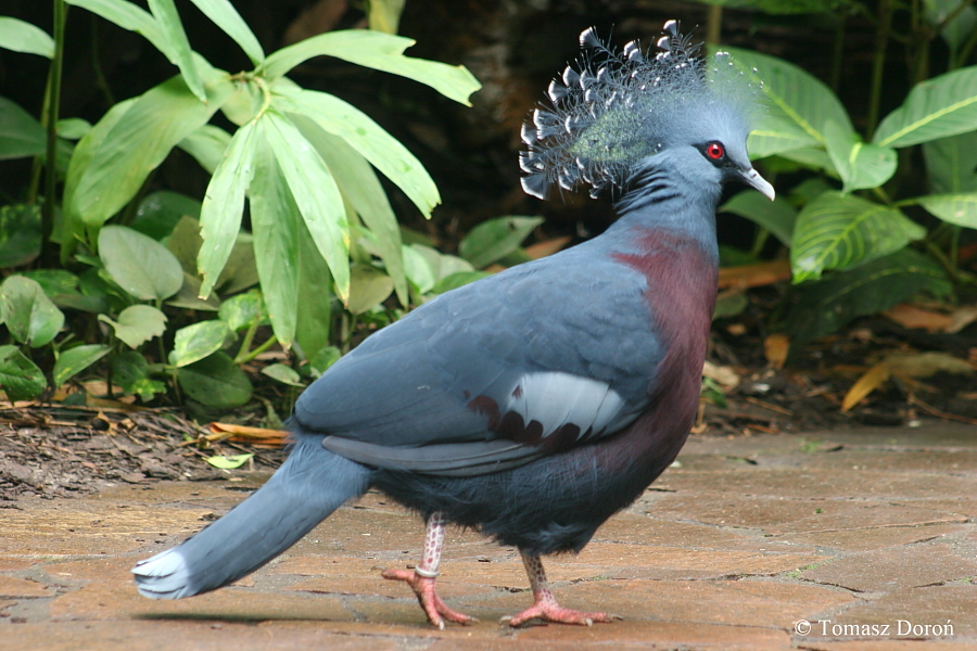 Victoria Crowned Pigeon #20