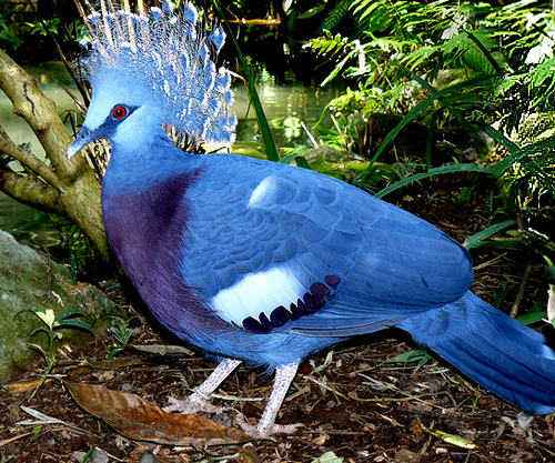 High Resolution Wallpaper | Victoria Crowned Pigeon 500x417 px