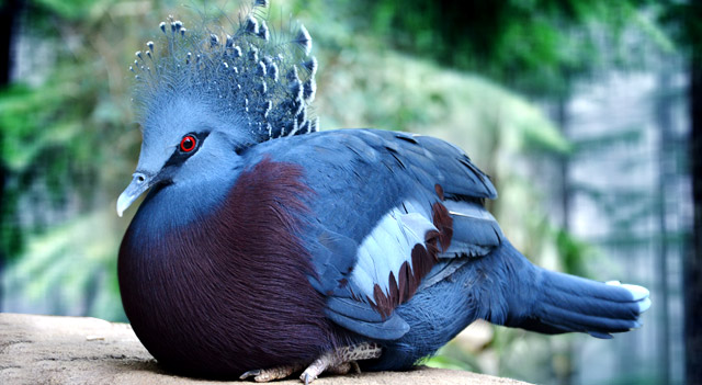 Victoria Crowned Pigeon Backgrounds on Wallpapers Vista