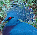 Victoria Crowned Pigeon Pics, Animal Collection