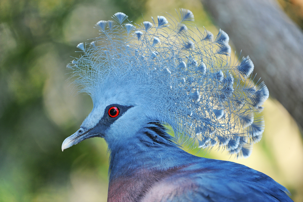 HQ Victoria Crowned Pigeon Wallpapers | File 640.54Kb