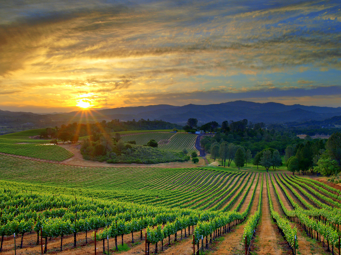 Vineyard High Quality Background on Wallpapers Vista