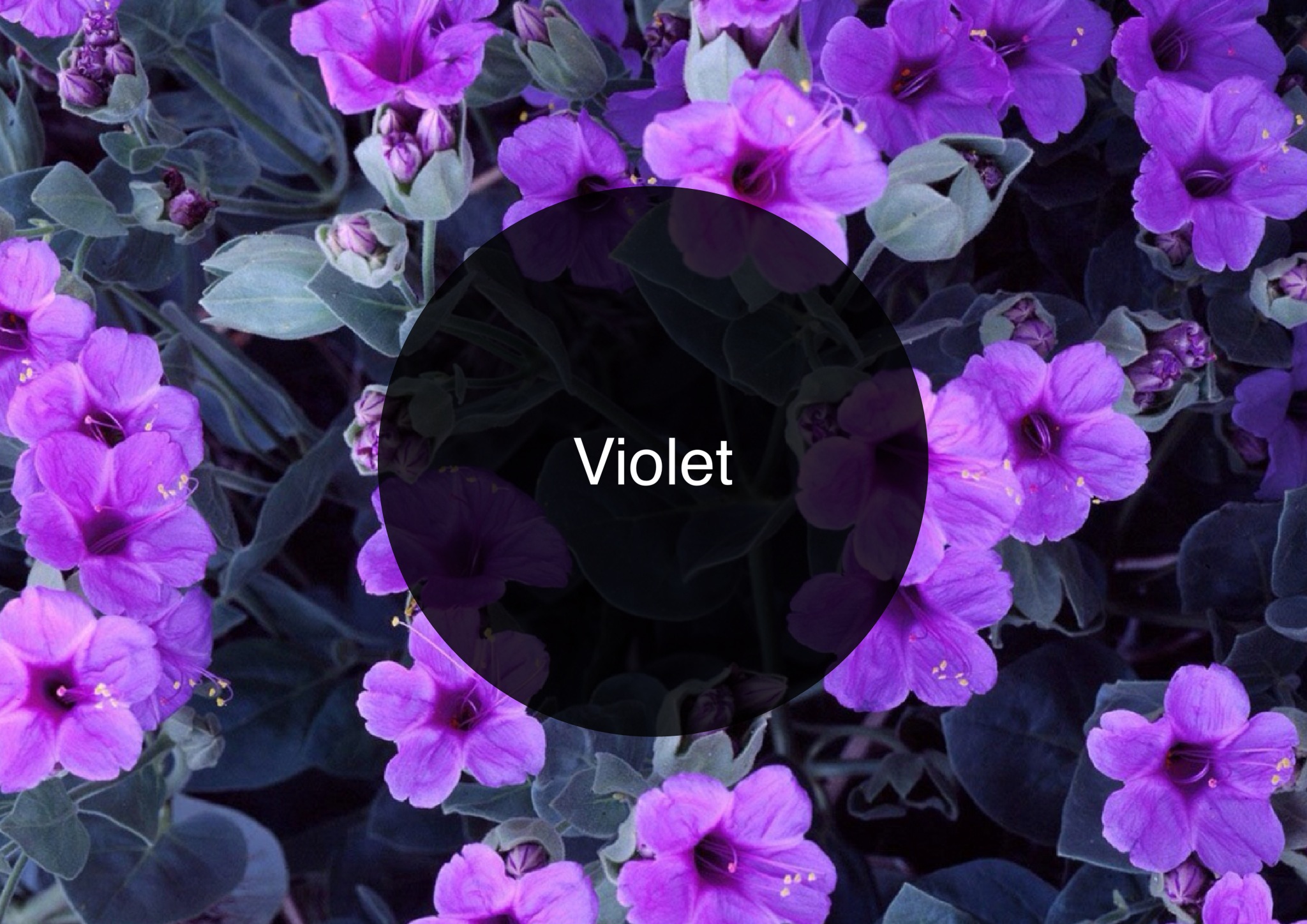 Violet #2
