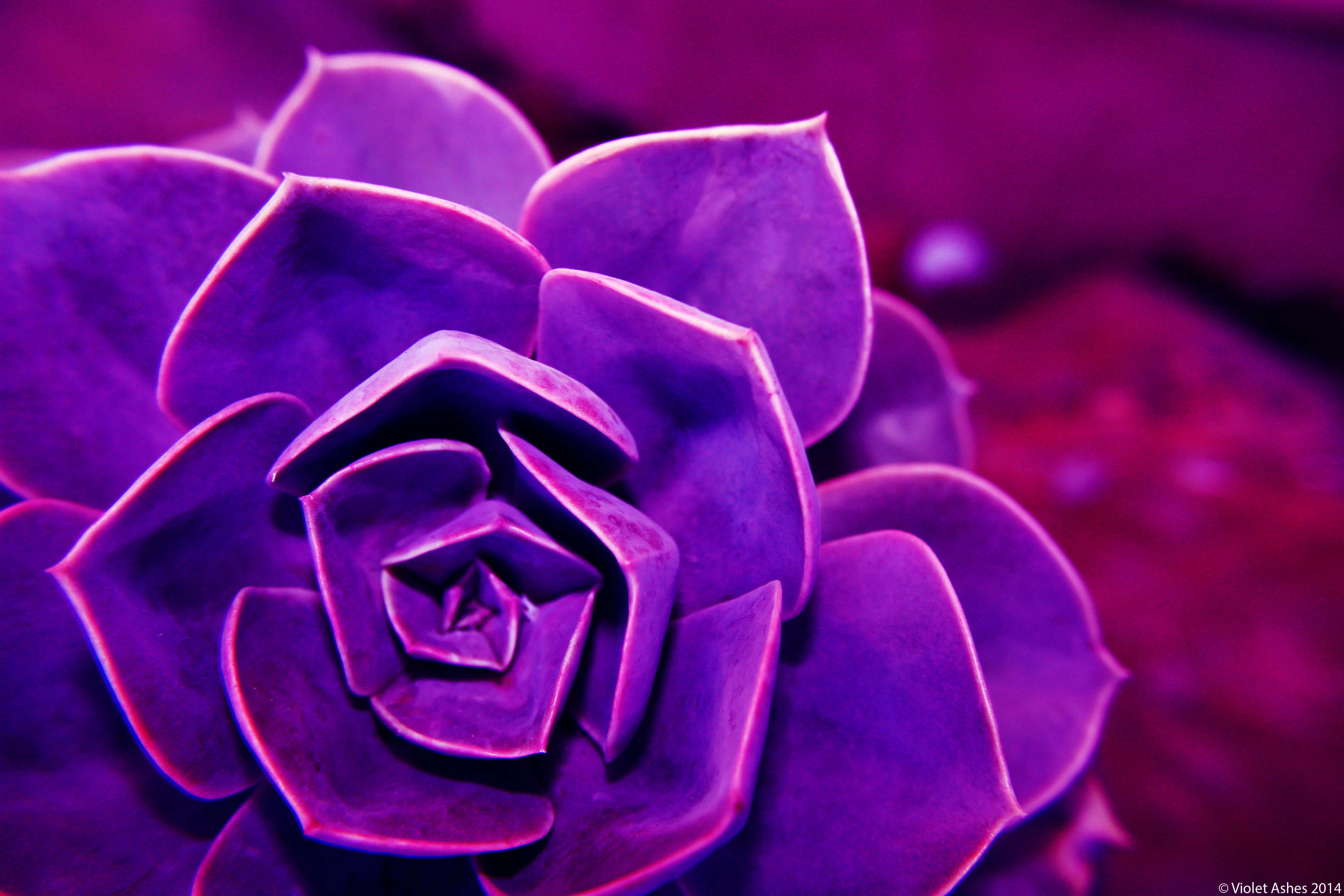 Nice wallpapers Violet 4272x2848px