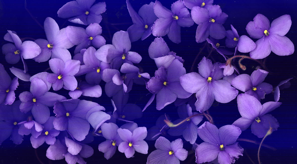Images of Violet | 1200x662