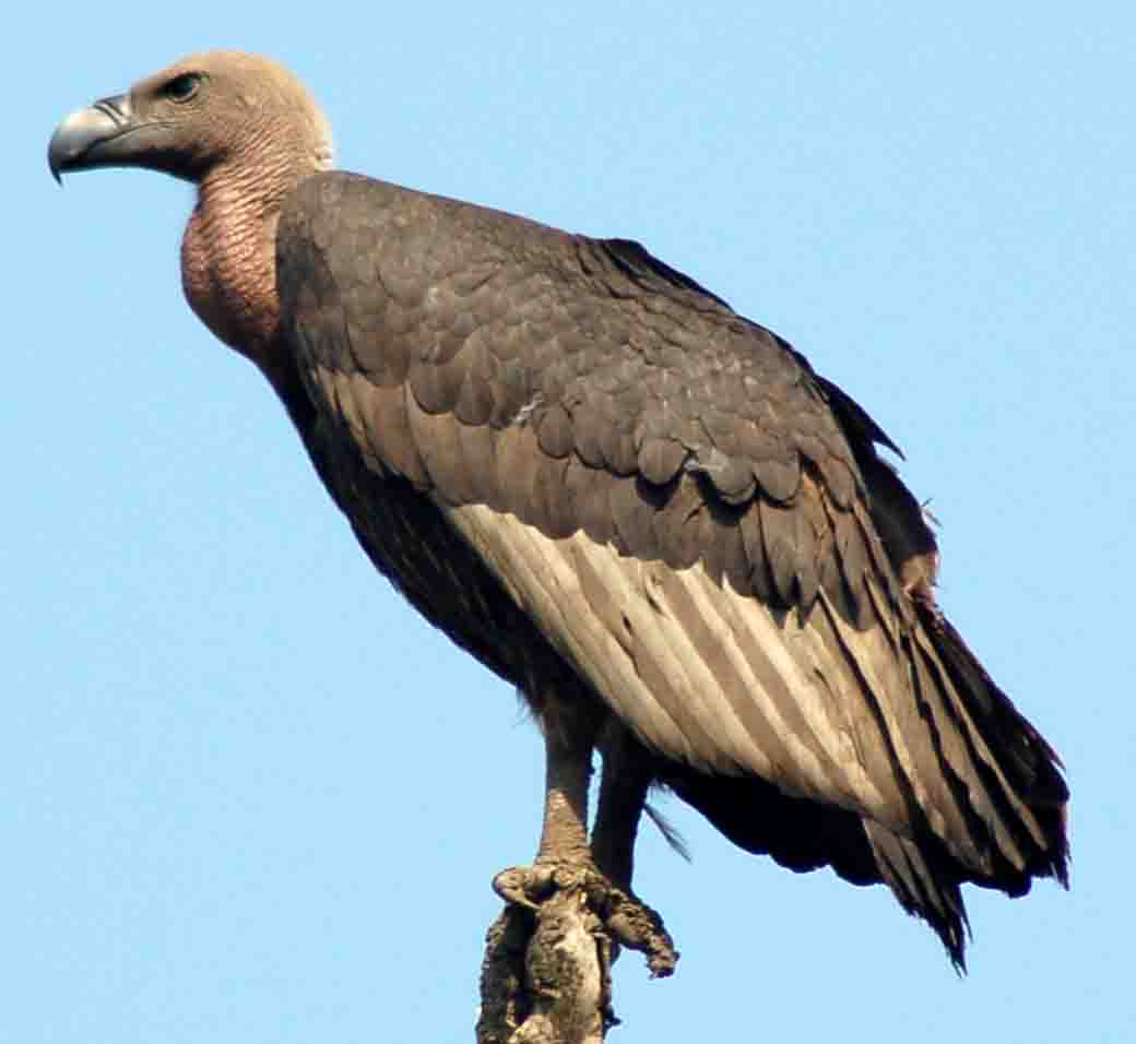 Vulture #21