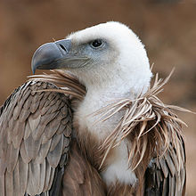 Vulture #10