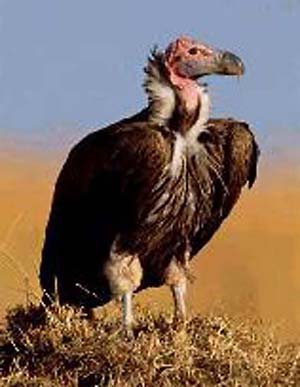 Vulture Pics, Animal Collection