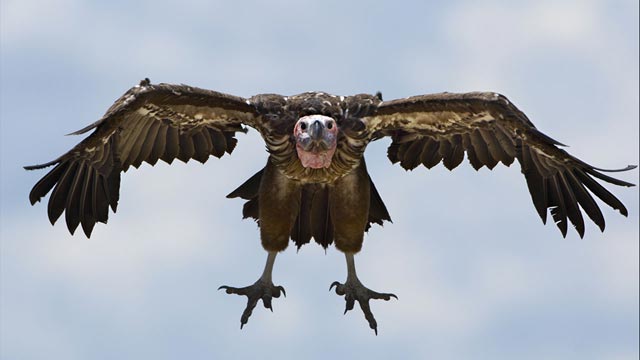 Vulture #4