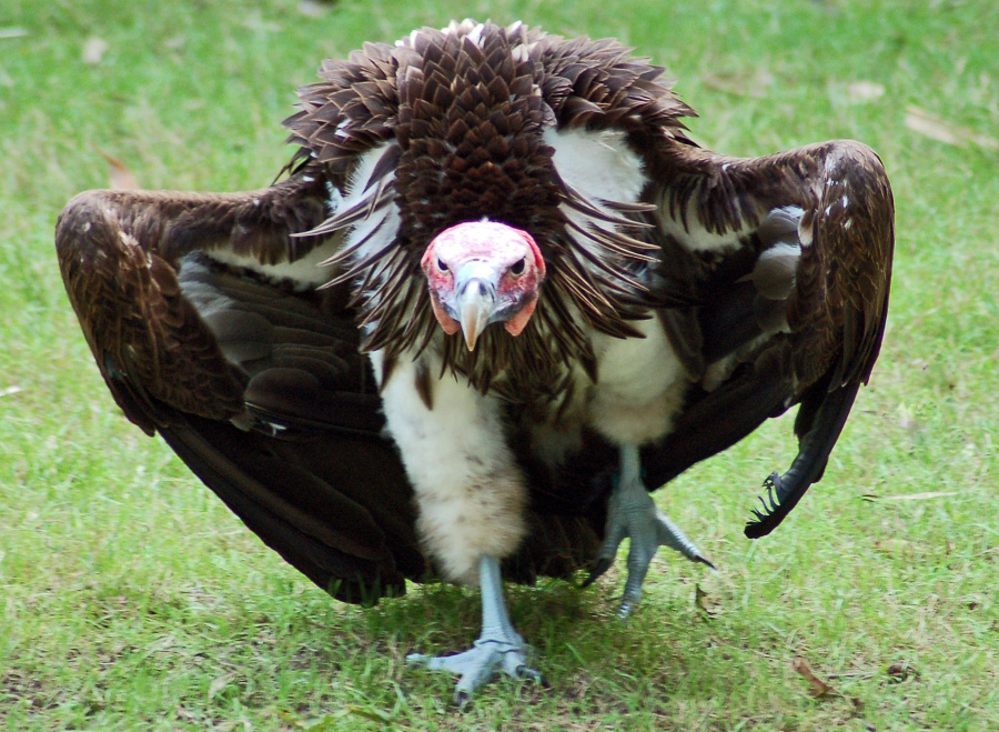 Vulture #2