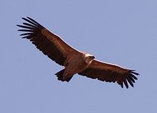 Vulture #11