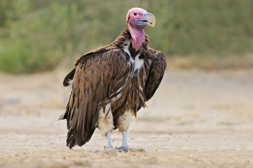 Vulture #9